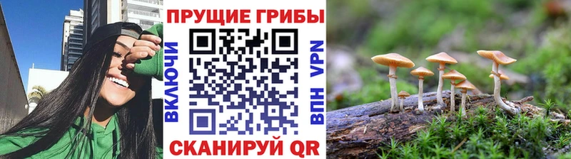 Псилоцибиновые грибы Psilocybine cubensis  Билибино 